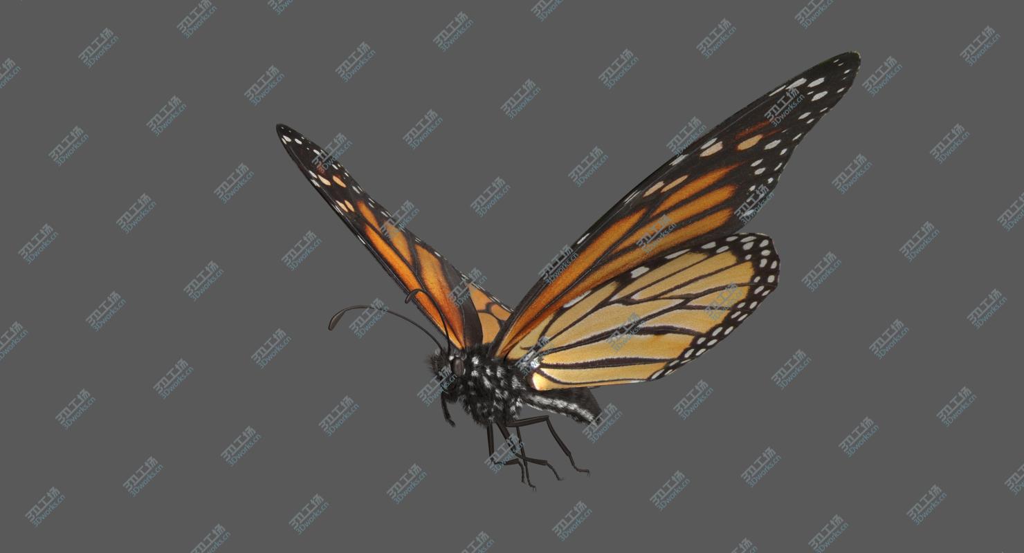 images/goods_img/202104094/Monarch Butterfly Rigged 3D/5.jpg
